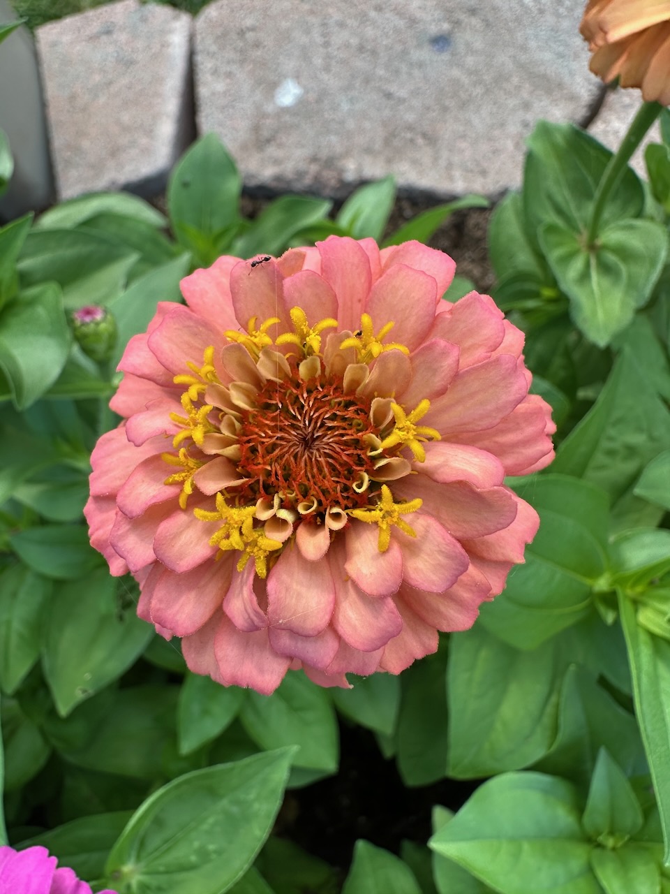 Early Summer 2025 Gardening Update
